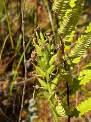 Platanthera blephariglottis