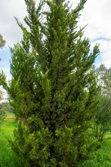 Cupressus macrocarpa