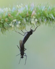 Penthetria arizonensis