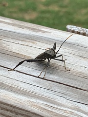 Acanthocephala terminalis