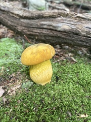 Retiboletus