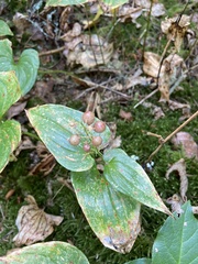 Maianthemum dilatatum