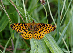 Boloria bellona