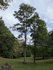 Ailanthus altissima