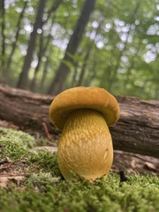 Retiboletus