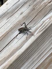 Acanthocephala terminalis