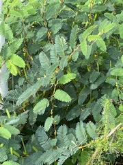 Chamaecrista