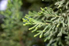 Cupressus macrocarpa