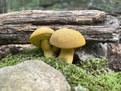 Retiboletus