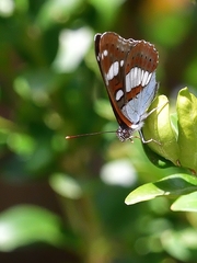 Limenitis reducta