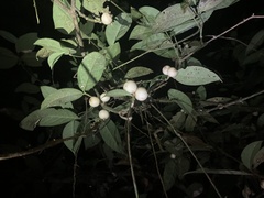 Posoqueria latifolia