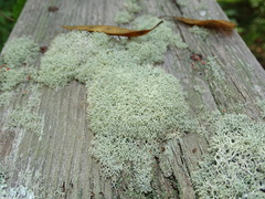 Cladonia
