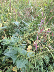 Blitum bonus-henricus