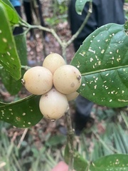 Posoqueria latifolia