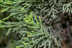 Cupressus macrocarpa