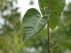 Betula cordifolia