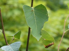 Betula cordifolia