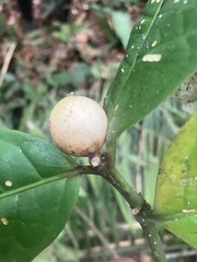 Posoqueria latifolia