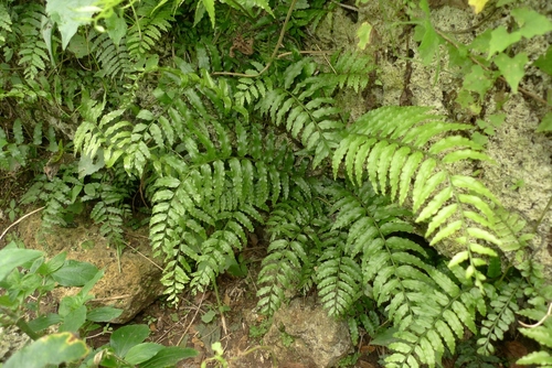 Lomagramma polyphylla observed 2015-08-14