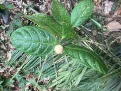 Posoqueria latifolia