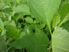 Graphocephala coccinea