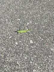 Neoconocephalus ensiger