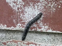 Spodoptera frugiperda