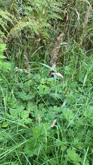 Calamagrostis epigejos