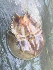 Limulus polyphemus