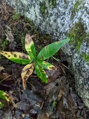 Lysimachia borealis