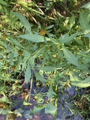 Bidens connata