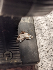 Melanthia procellata