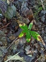 Lysimachia borealis
