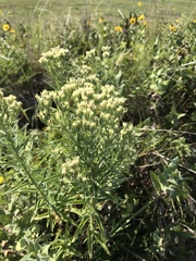 Brickellia eupatorioides eupatorioides