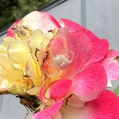 Misumena vatia
