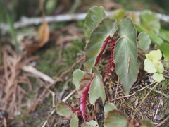 Begonia angularis