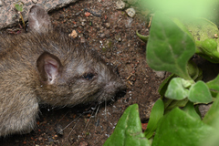 Rattus norvegicus