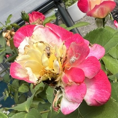 Misumena vatia