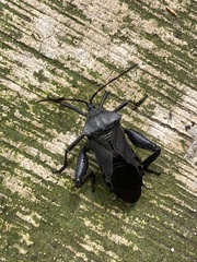 Pachylis acutangulus