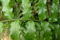 Lomagramma polyphylla