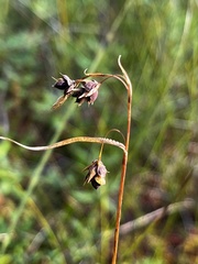 Carex magellanica