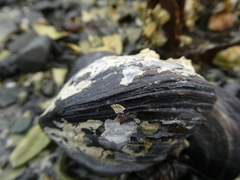 Mytilidae