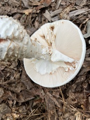 Amanita cokeri