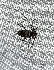 Astyleiopus variegatus