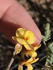 Pomaria jamesii