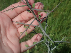 Sarcomphalus obtusifolius