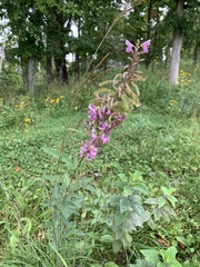 Desmodium canadense