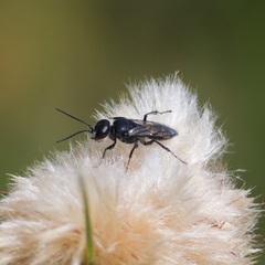 Astata