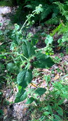 Arctium minus