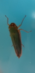 Cicadella viridis